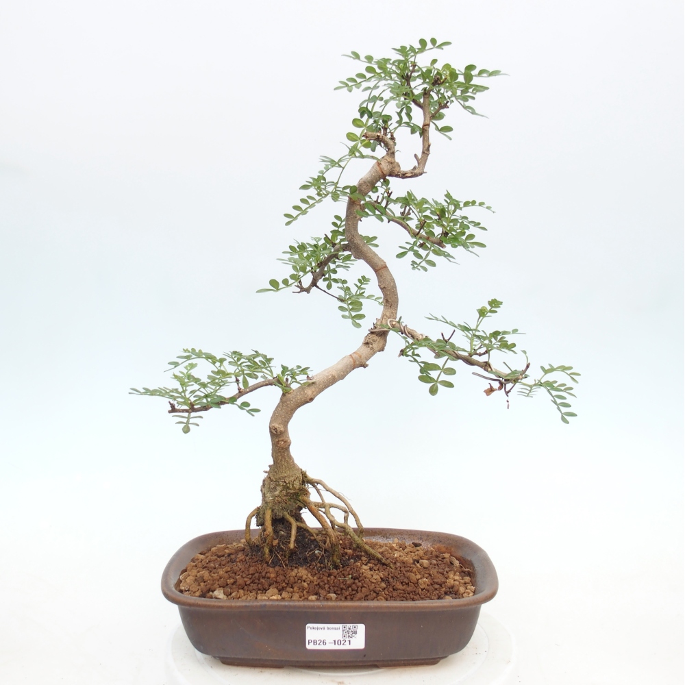 Camera bonsai - Zantoxylum piperitum - albero del pepe