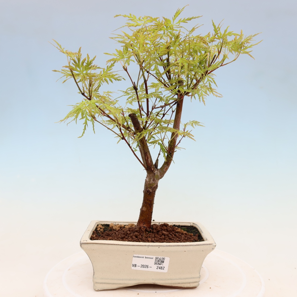 Bonsai da esterno - Acer palmatum Dissectum