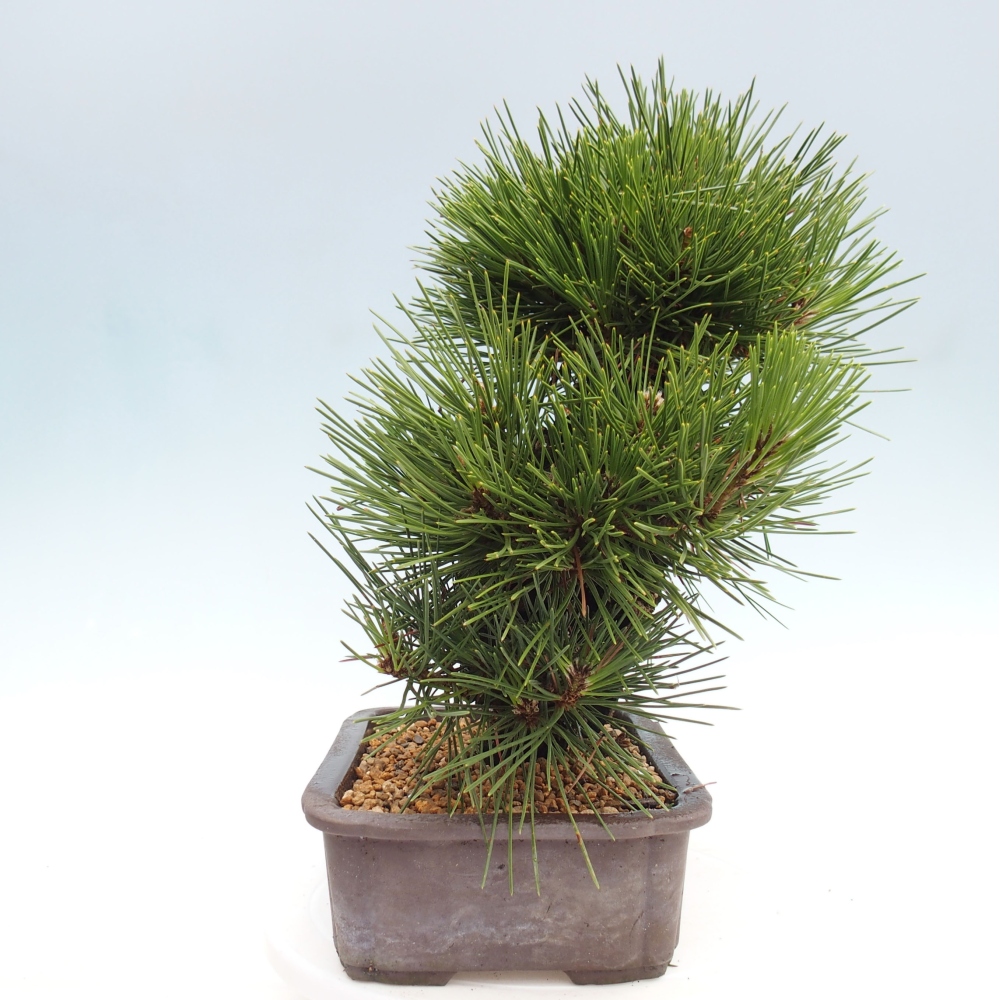 Bonsai da esterno - Pinus thunbergii - Pino di Thunberg