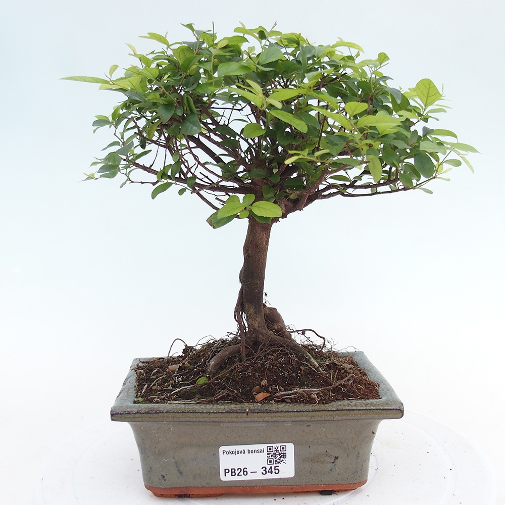 Camera bonsai - Sageretia thea - Sageretia thea