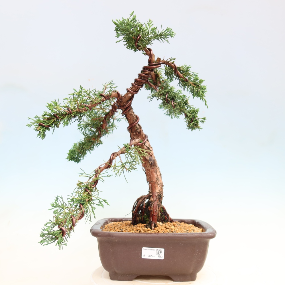 Bonsai da esterno - Juniperus chinensis Kishu