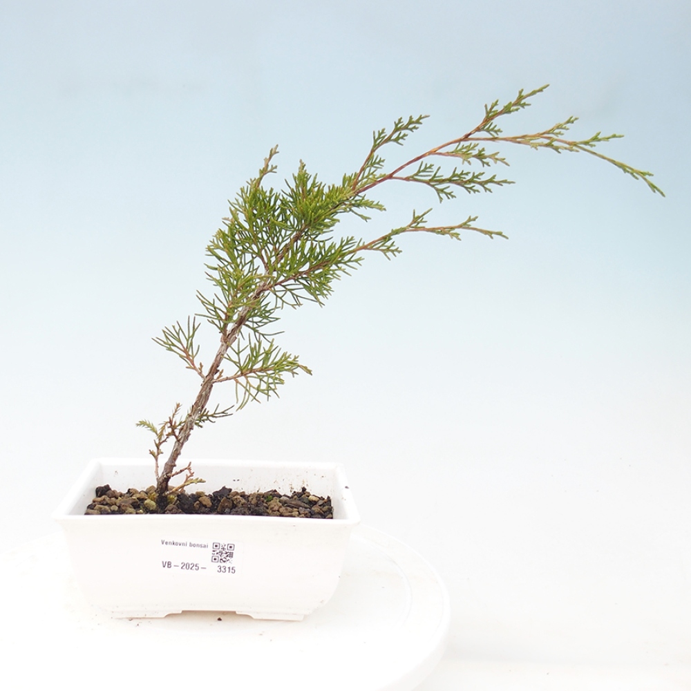 Bonsai da esterno - Juniperus chinensis Itoigawa