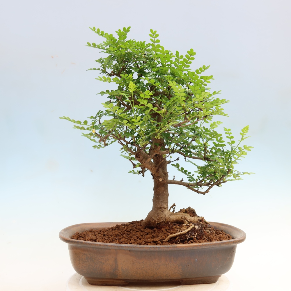 Camera bonsai - Zantoxylum piperitum - albero del pepe