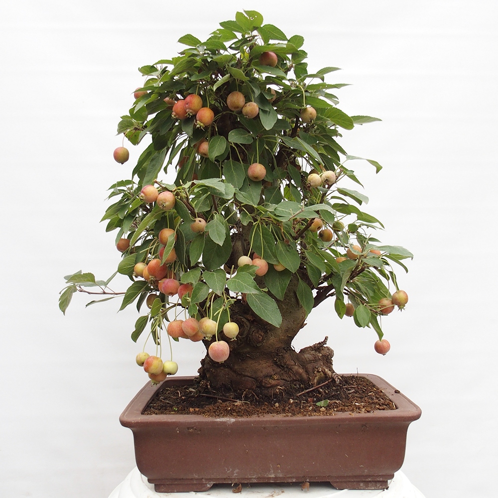 Bonsai da esterno -Malus halliana - Melo a frutto piccolo