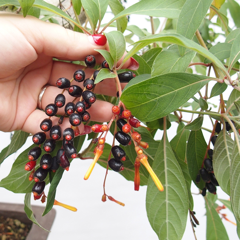 Camera bonsai - Brevetto di Hamelia