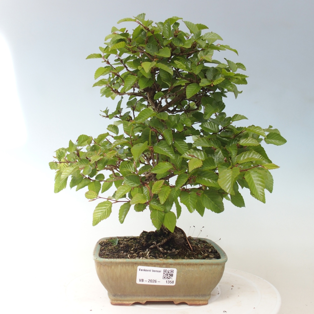 Bonsai da esterno -Carpinus CARPINOIDES - Carpino coreano