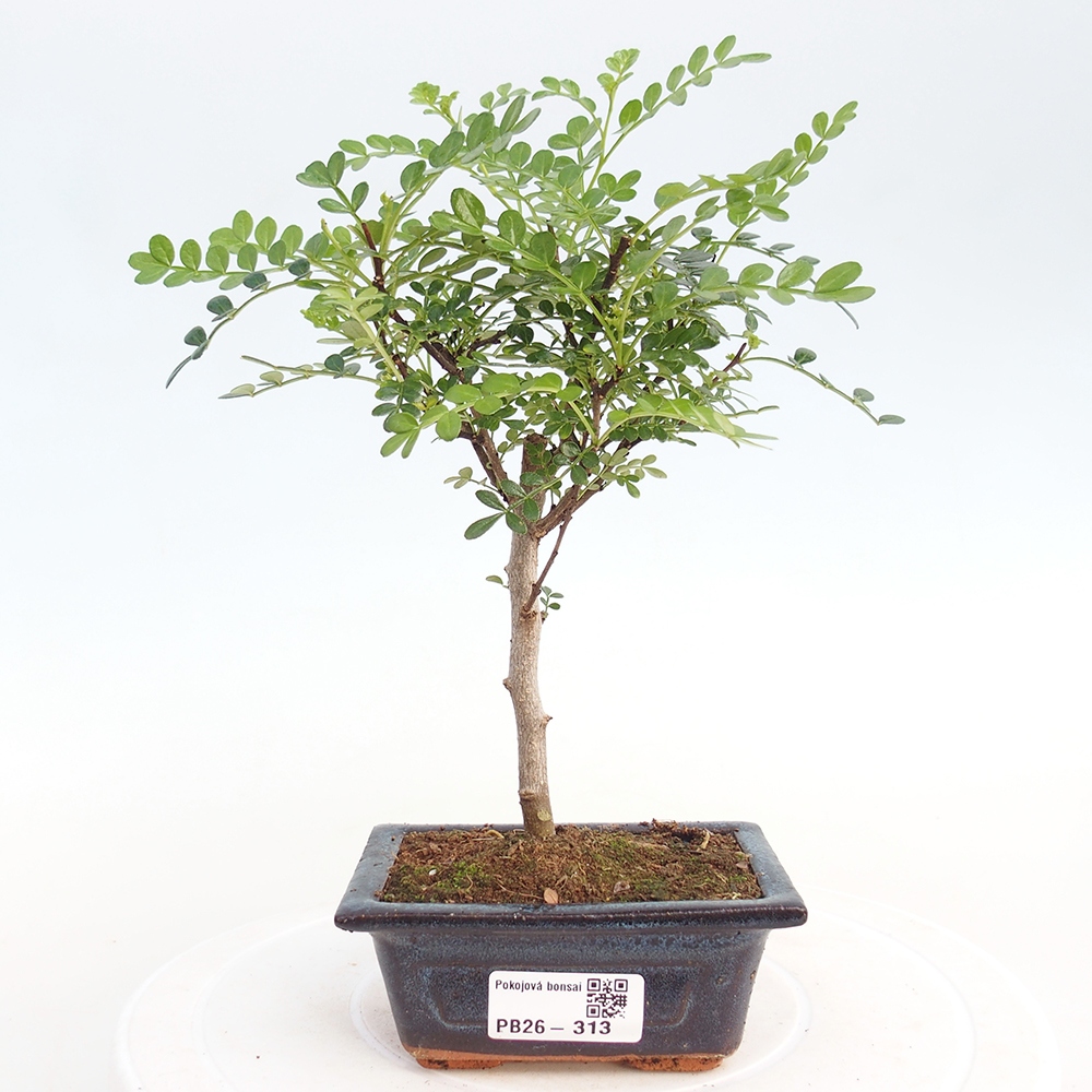 Camera bonsai - Zantoxylum piperitum - albero del pepe