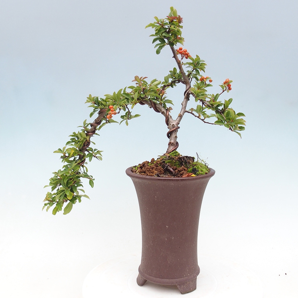 Bonsai da esterno-Pyracantha Teton -Hlox