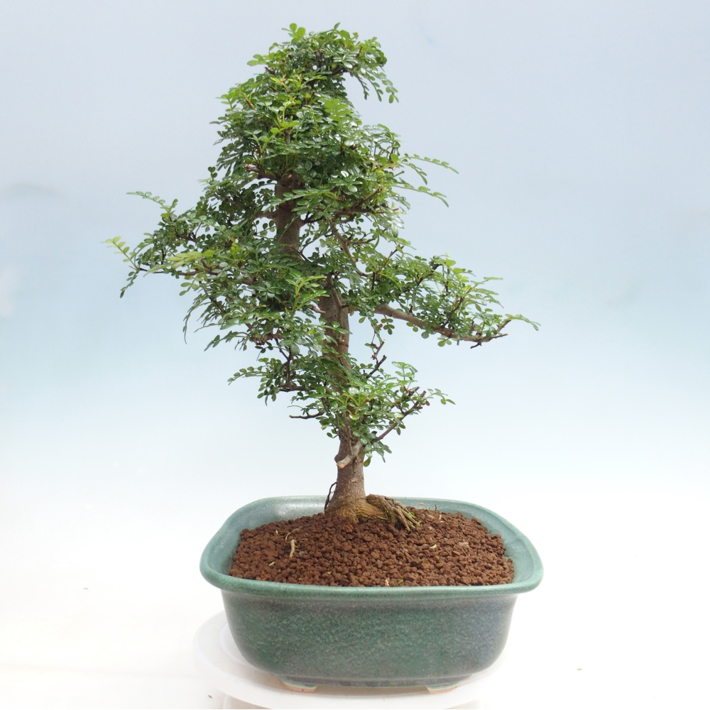 Camera bonsai - Zantoxylum piperitum - albero del pepe