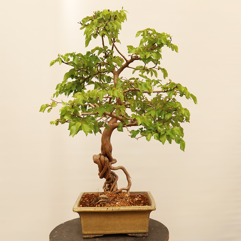Bonsai da esterno -Carpinus Coreana - Carpino coreano