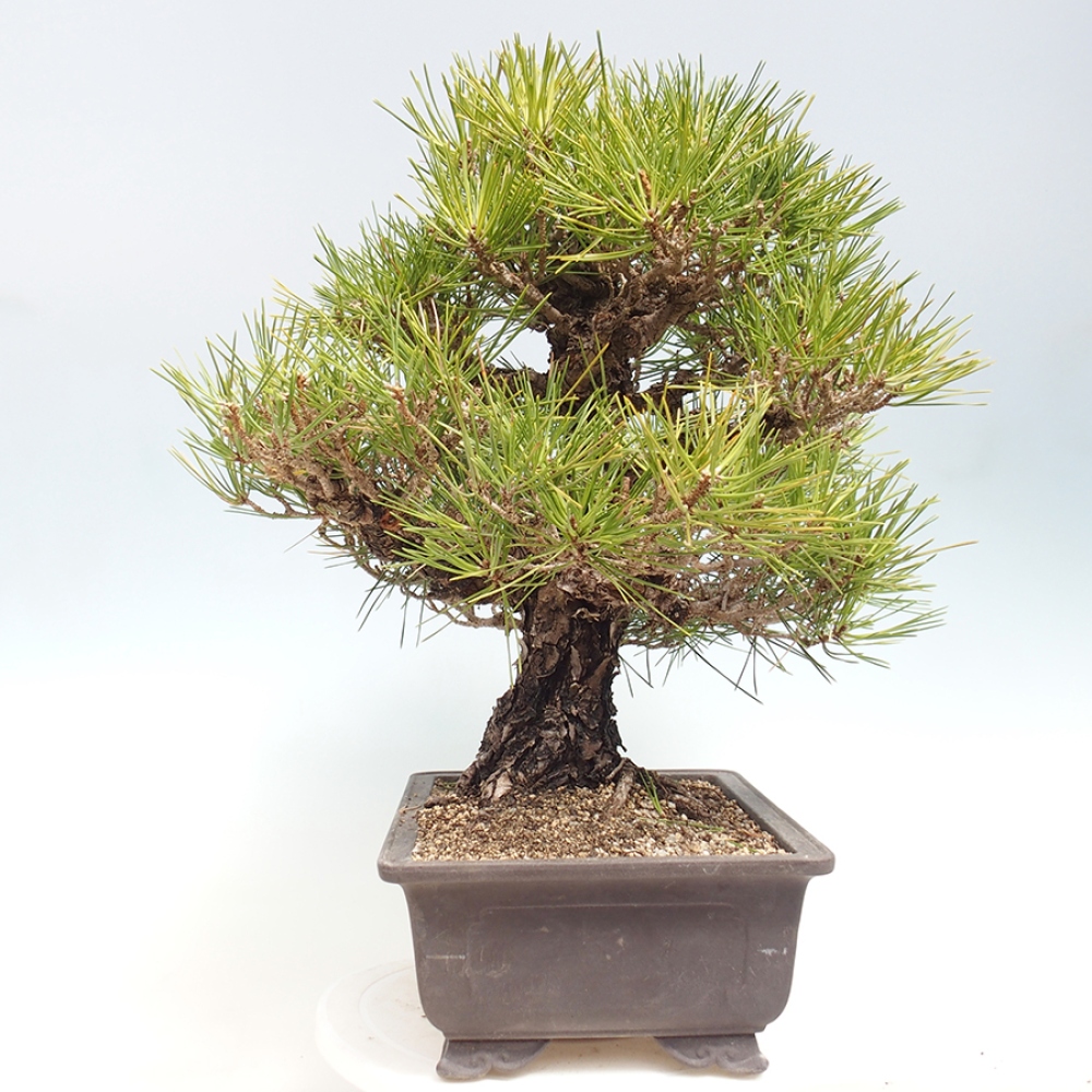 Bonsai da esterno - Pinus thunbergii - Pino di Thunberg
