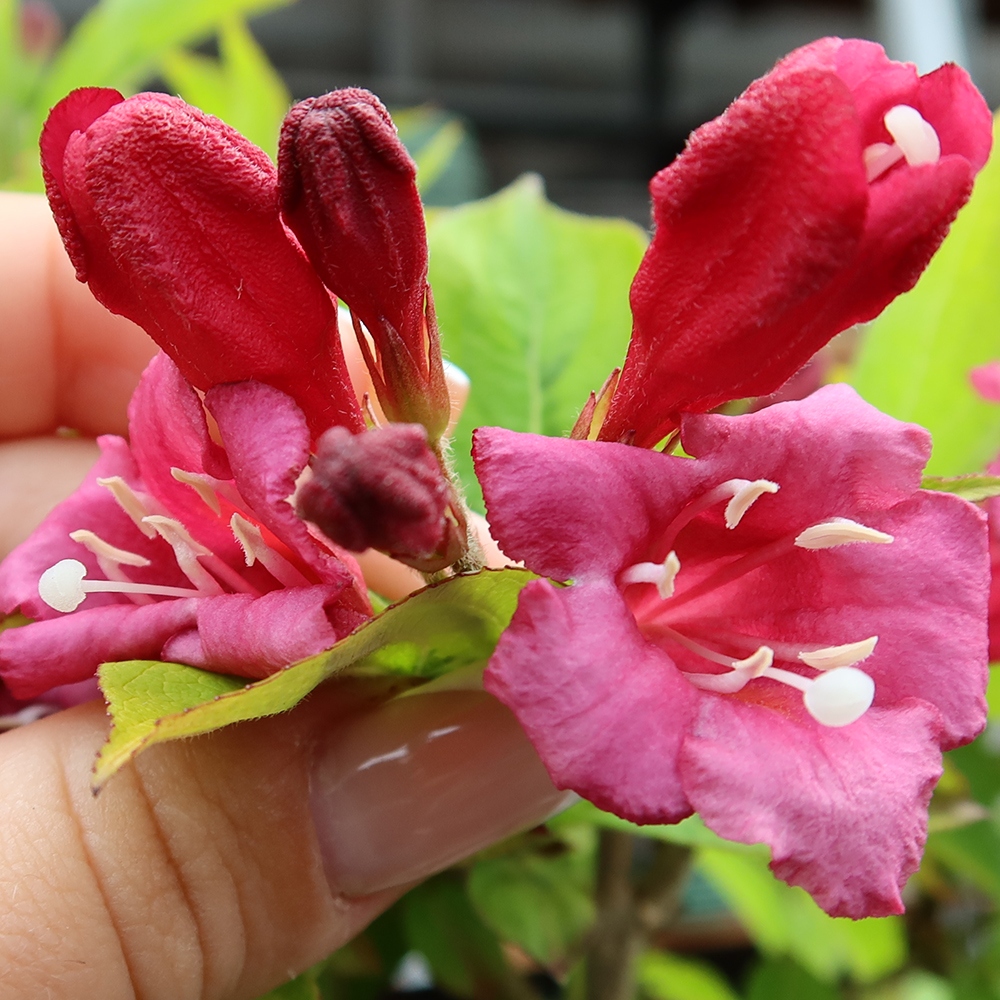 Bonsai da esterno - Weigela subsessilis - Weigela coreana