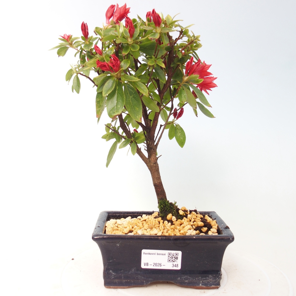 Bonsai da esterno - Azalea giapponese - Azalea sp.