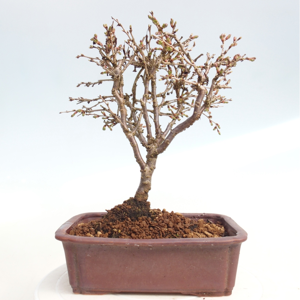 Bonsai da esterno - Prunus incisa Kojou-no mai-Plivon ritagliato