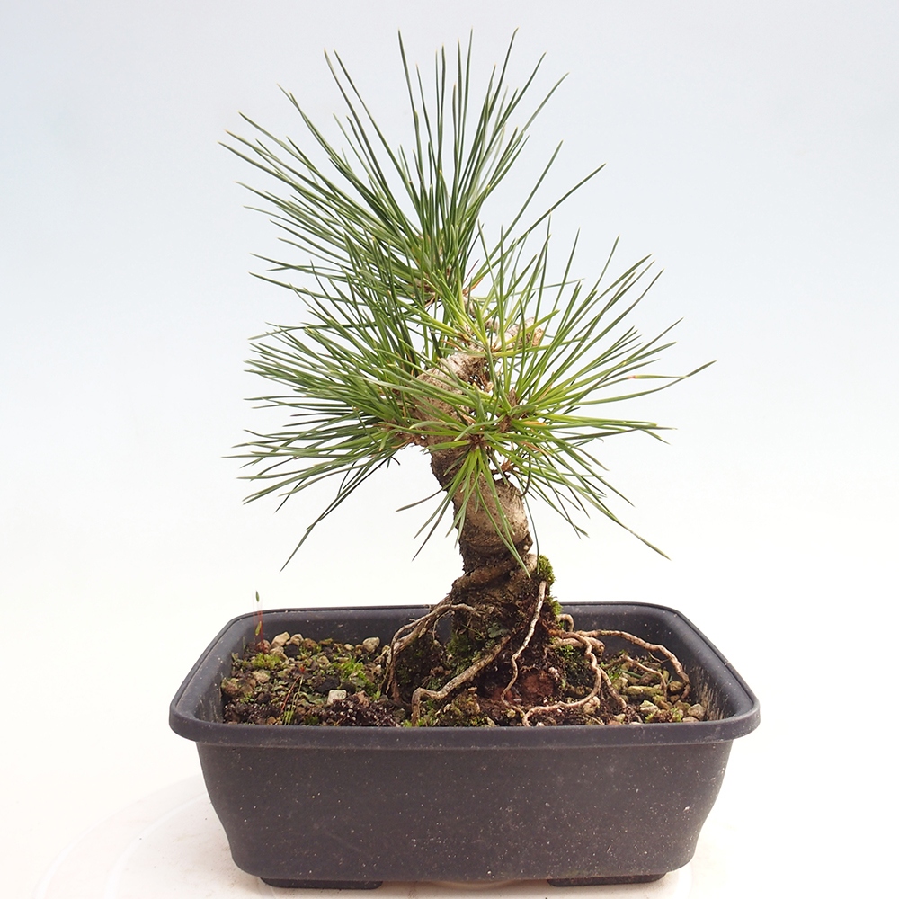 Bonsai da esterno - Pinus thunbergii - Pino di Thunberg