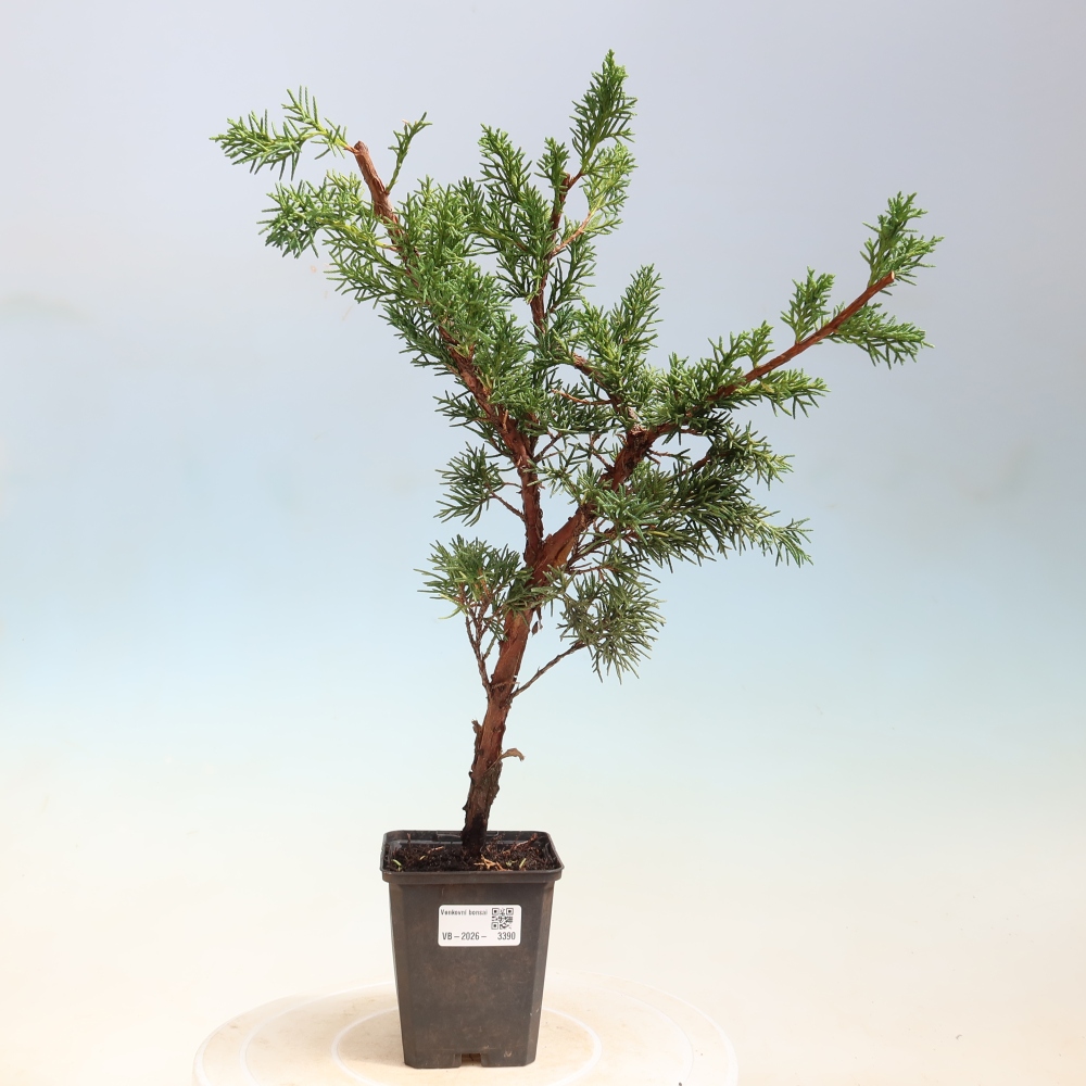 Bonsai da esterno - Juniperus chinensis Kishu