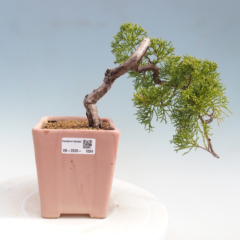 Bonsai da esterno - Juniperus chinensis Kishu