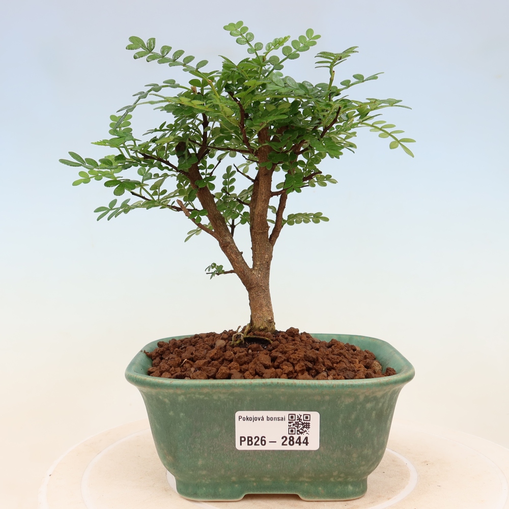 Camera bonsai - Zantoxylum piperitum - albero del pepe