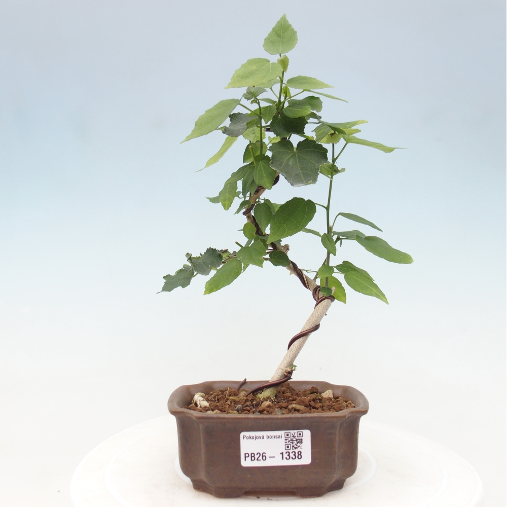 Bonsai da interno - Malvaviscus arboreus