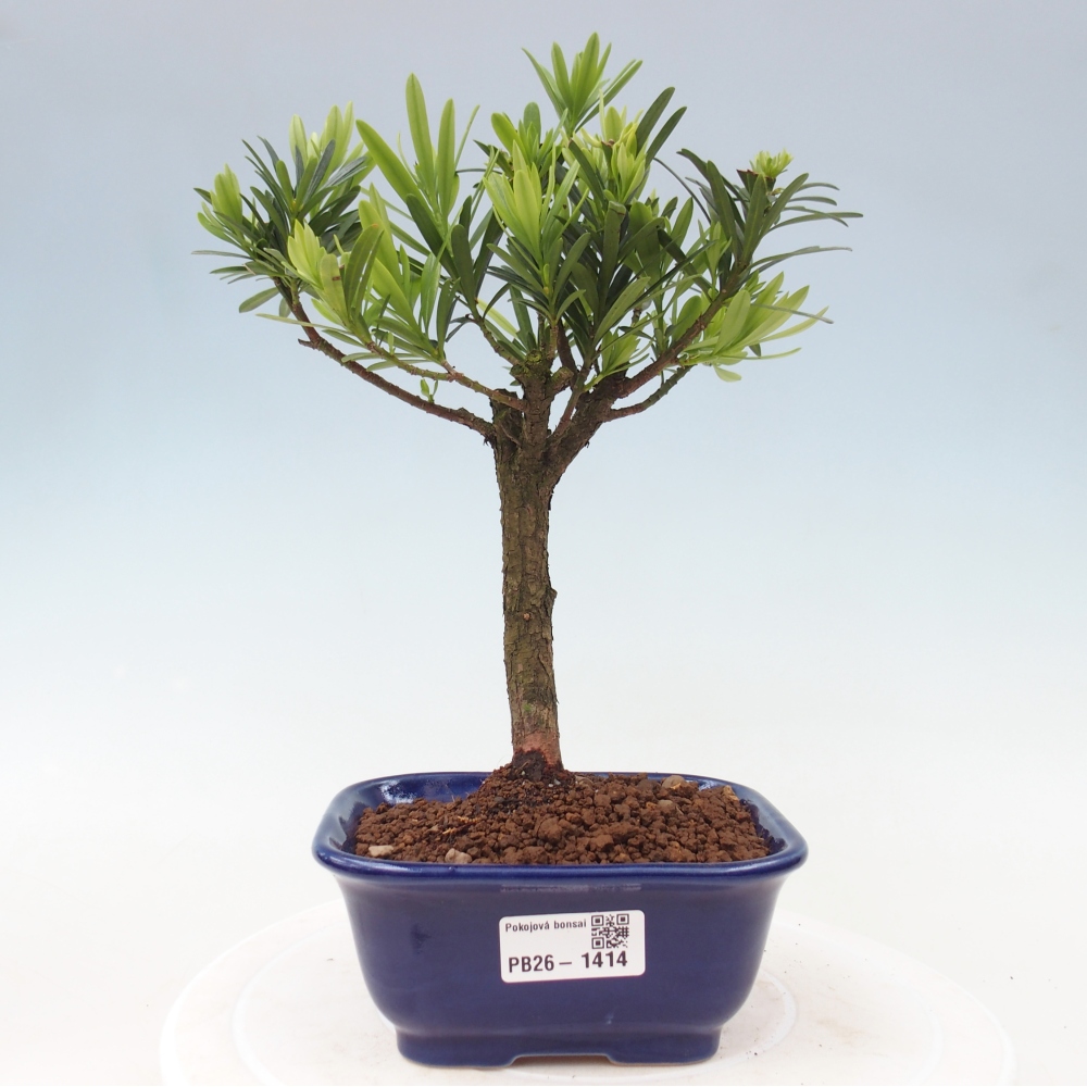 Camera bonsai - Podocarpus - Tasso delle pietre
