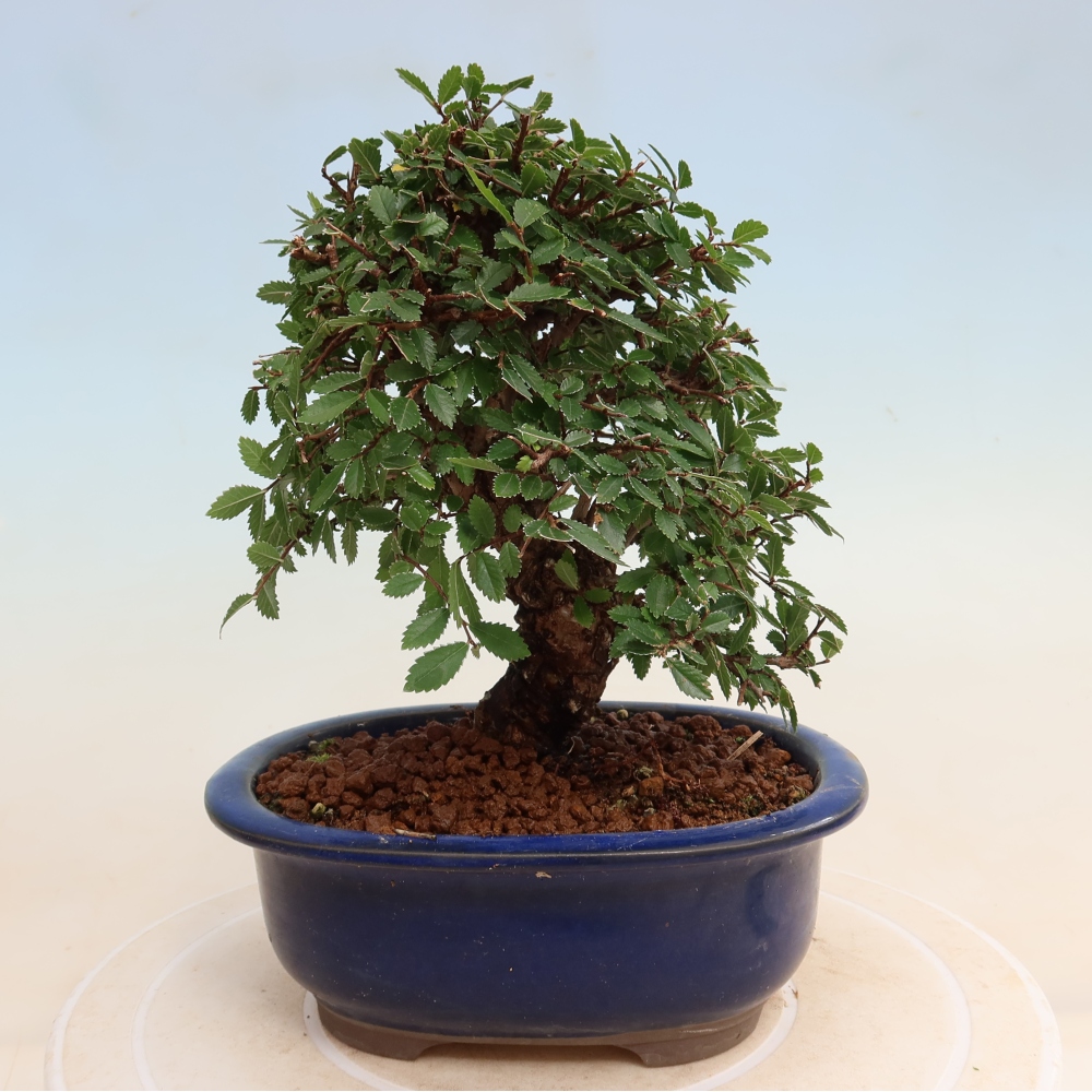 Bonsai da esterno - Zelkova - Zelkova NIRE