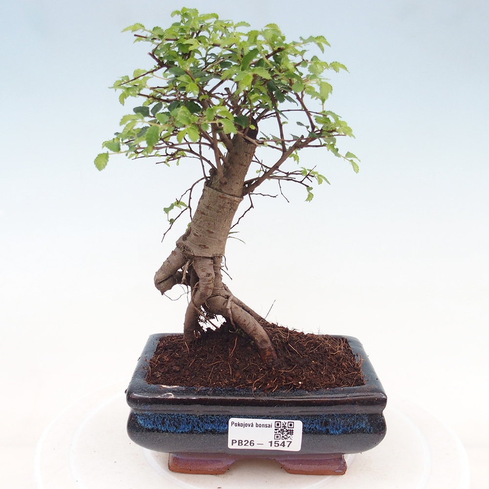 Camera bonsai - Ulmus parvifolia - Olmo a foglie piccole