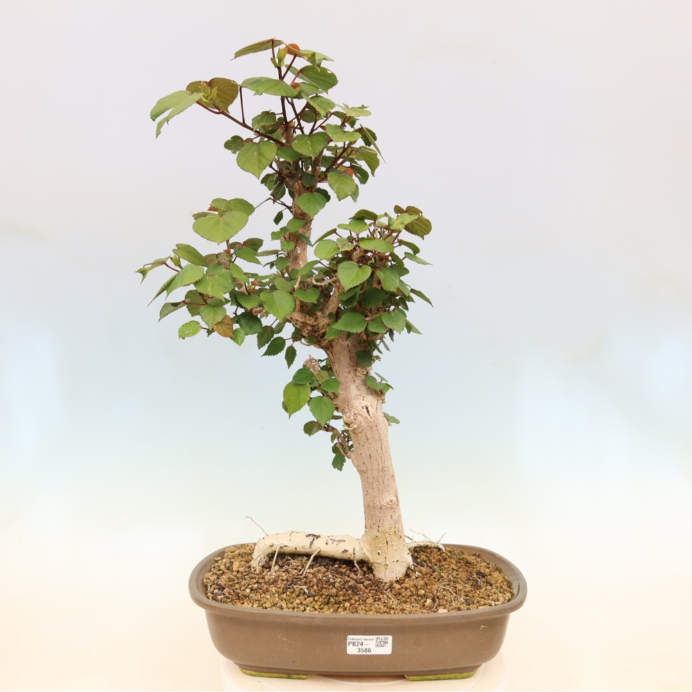 Bonsai da interno - Hibiscus tiliaceus - Ibisco marino