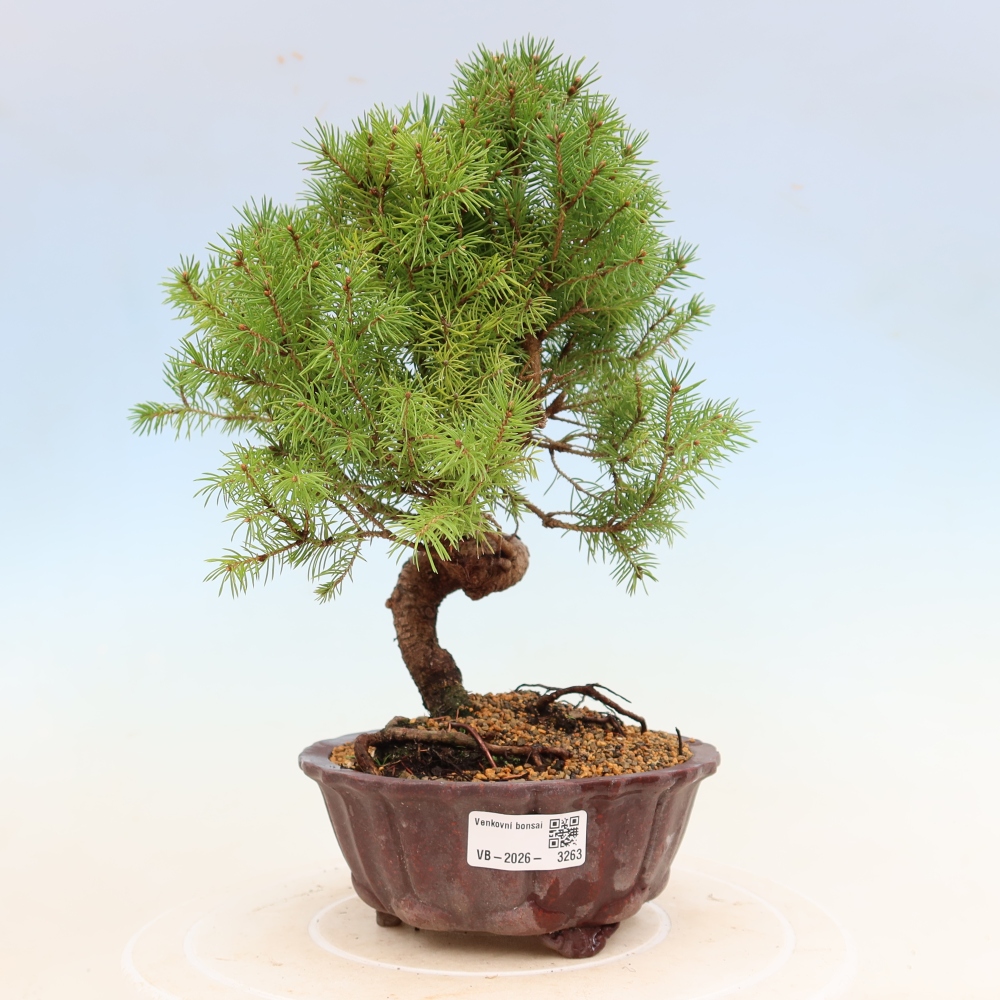 Bonsai da esterno - Abete rosso - Picea glauca globo