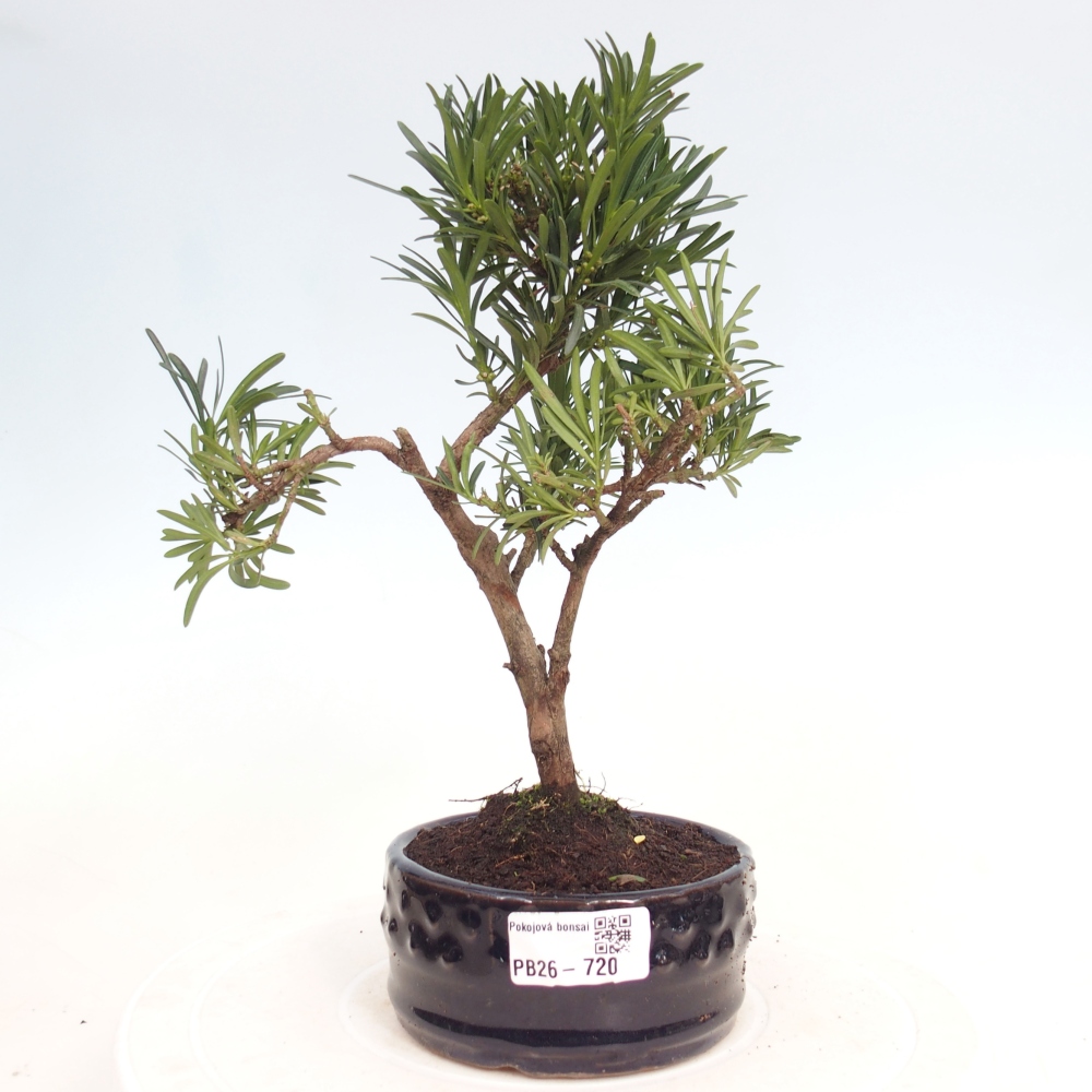 Camera bonsai - Podocarpus - Tasso delle pietre