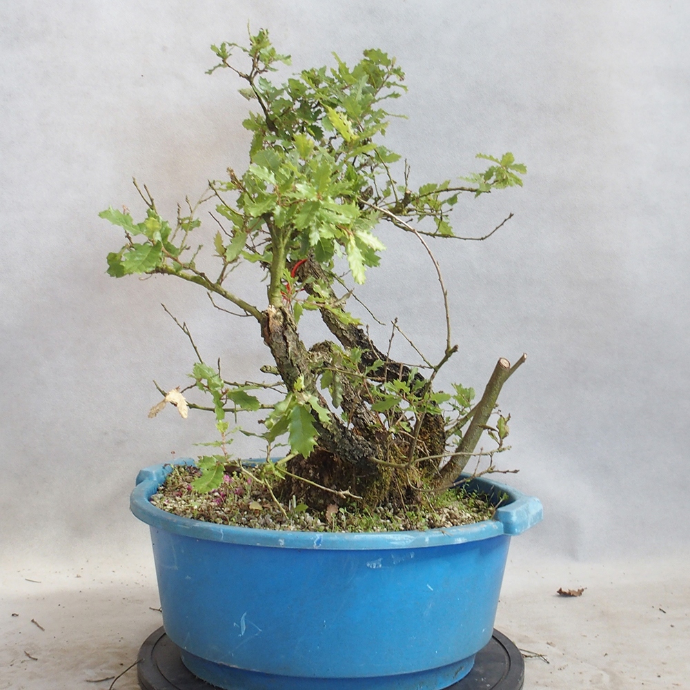 Bonsai da esterno Quercus Cerris - Quercia Cer