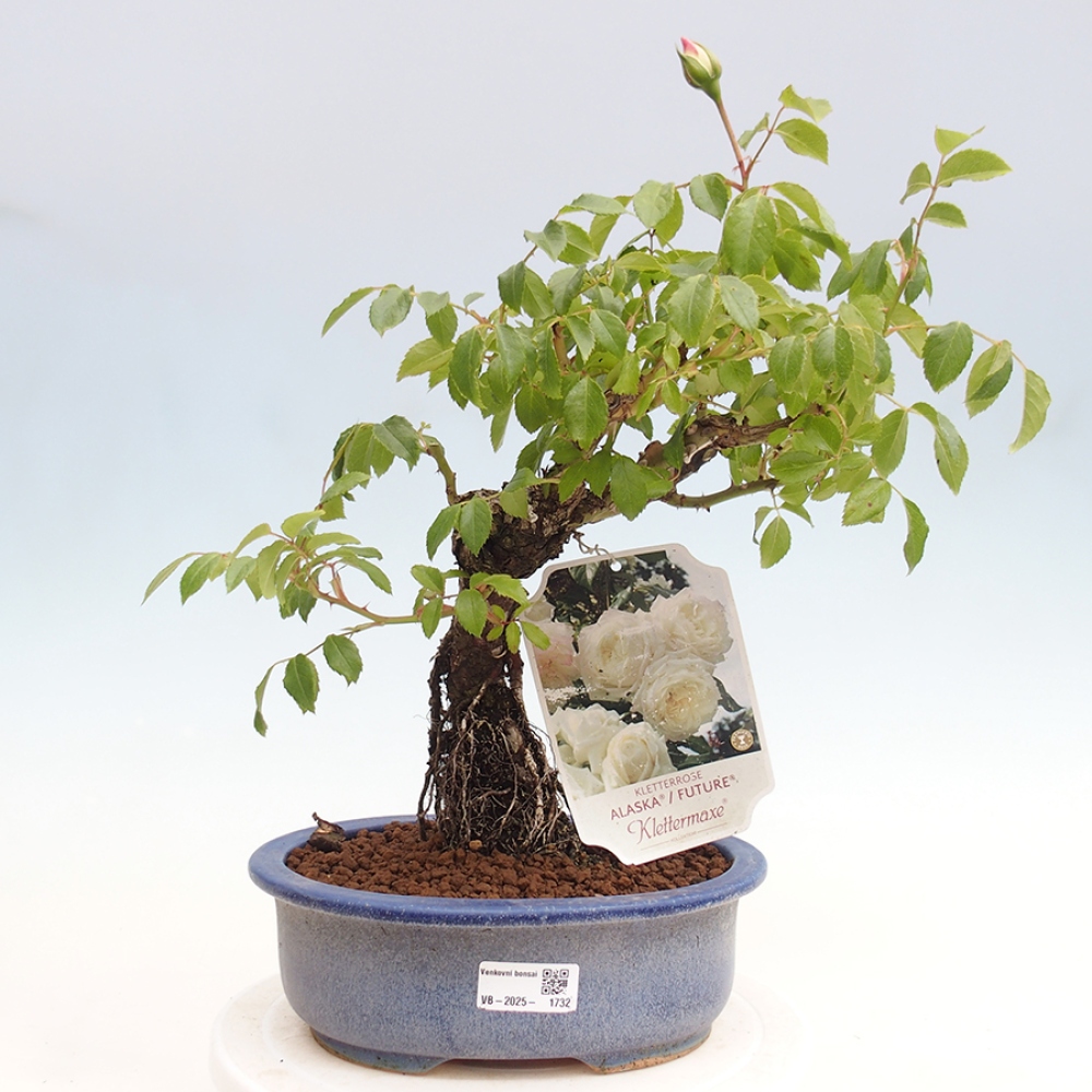 Bonsai da esterno - Rosa Kordes - rosa