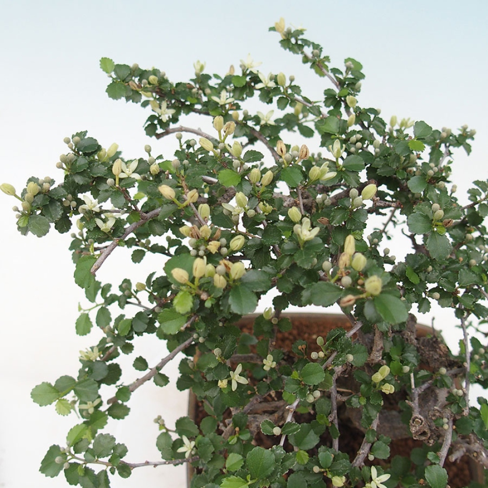 Camera bonsai - Grewia sp. - Grewia a foglie piccole in contenitore