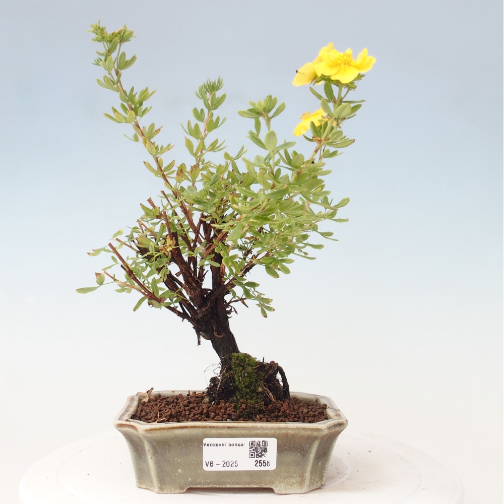 Bonsai da esterno - Potentila fruticosa yellow Bird