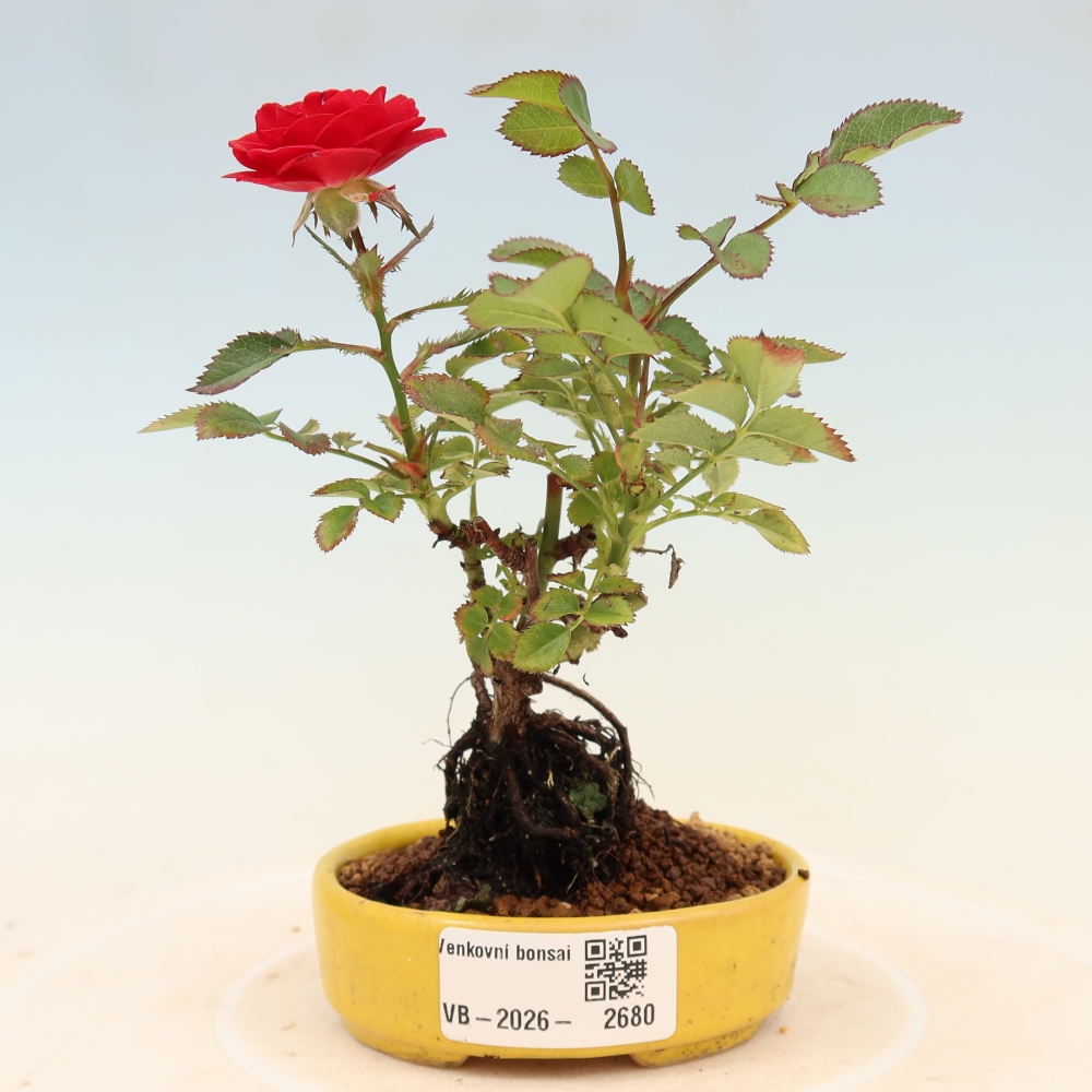 Bonsai da esterno - Rosa Kordes - rosa