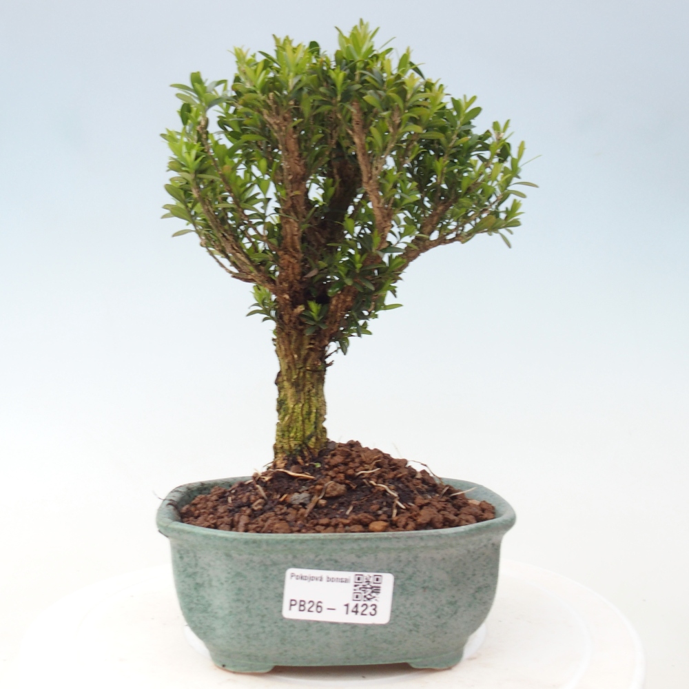 Camera bonsai - Buxus harlandii - buxus da sughero