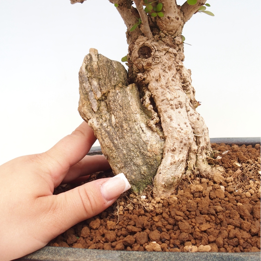 Bonsai da esterno - Berberis coreana
