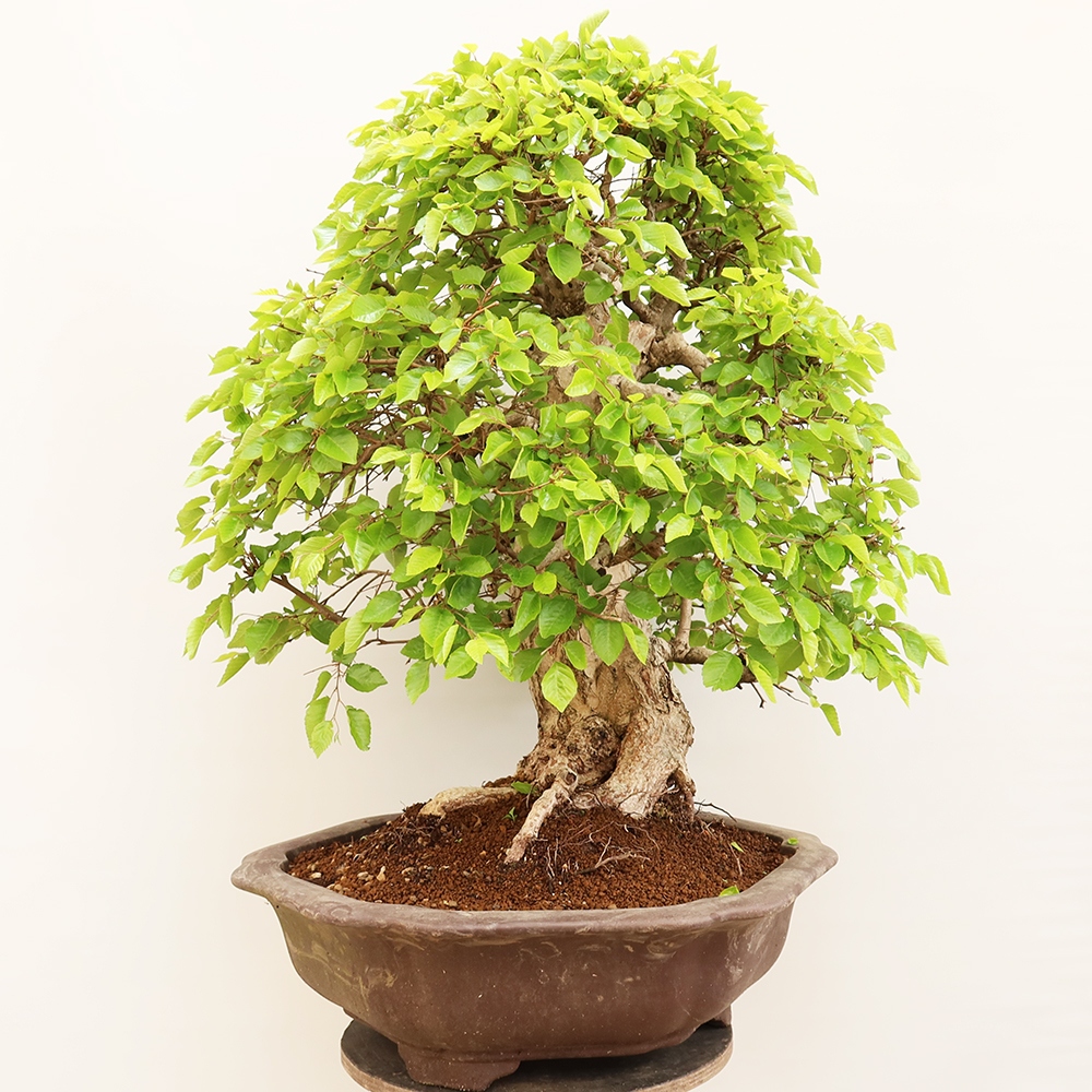 Bonsai da esterno -Carpinus Coreana - Carpino coreano