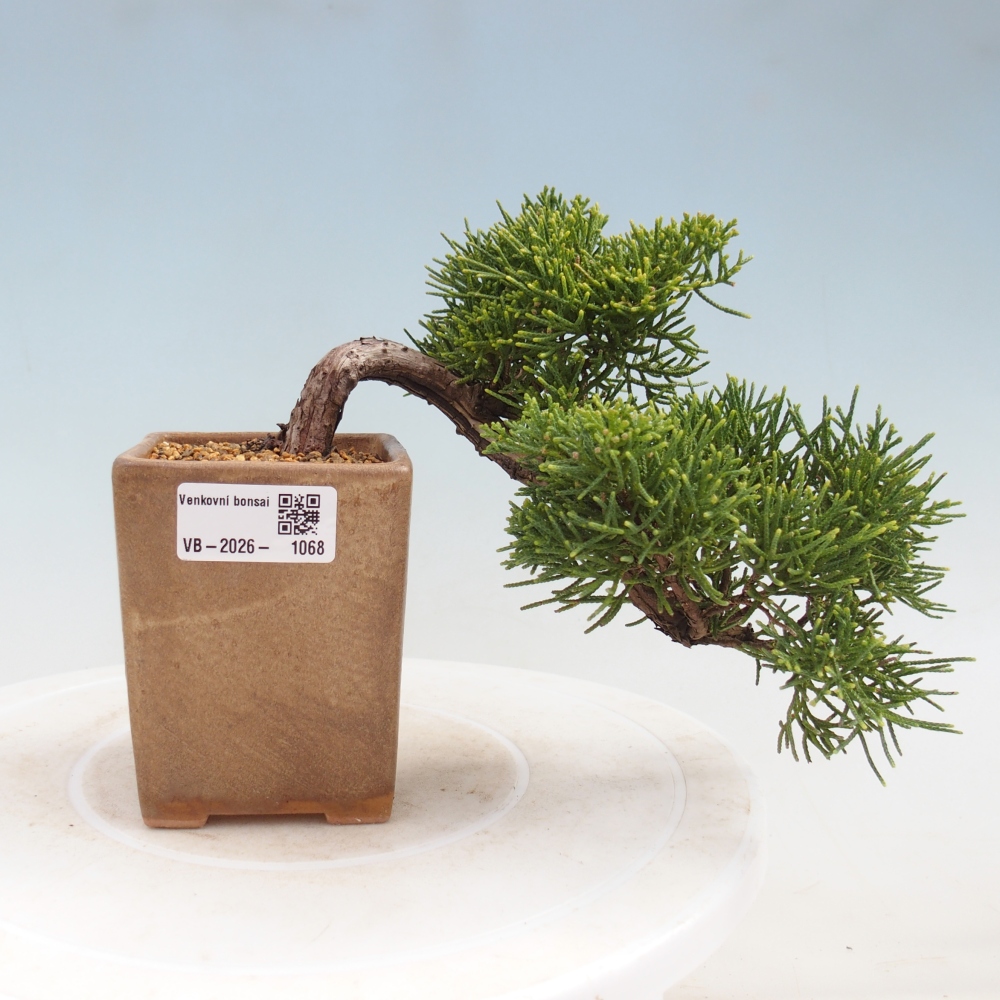 Bonsai da esterno - Juniperus chinensis Kishu