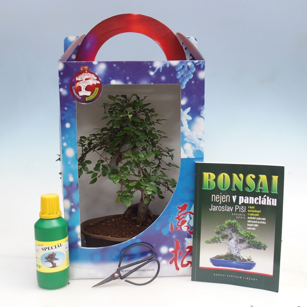 Bonsai da camera in confezione regalo Carmona microphylla - Tea fuki