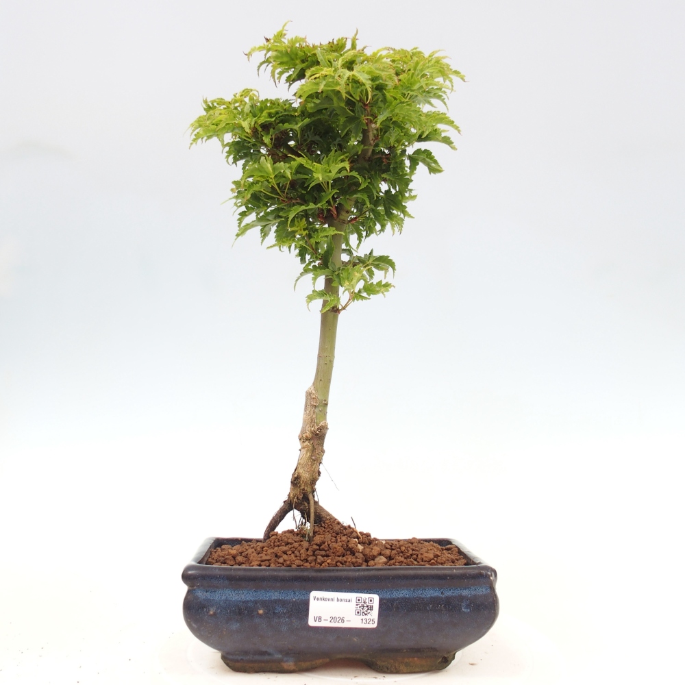 Bonsai da esterno -Palma di Giava Acer palmatum Shishigashira