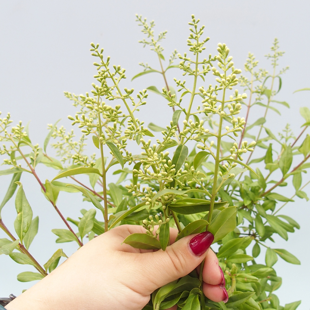 Bonsai da esterno - Ligustrum vulgare - Becco d'uccello