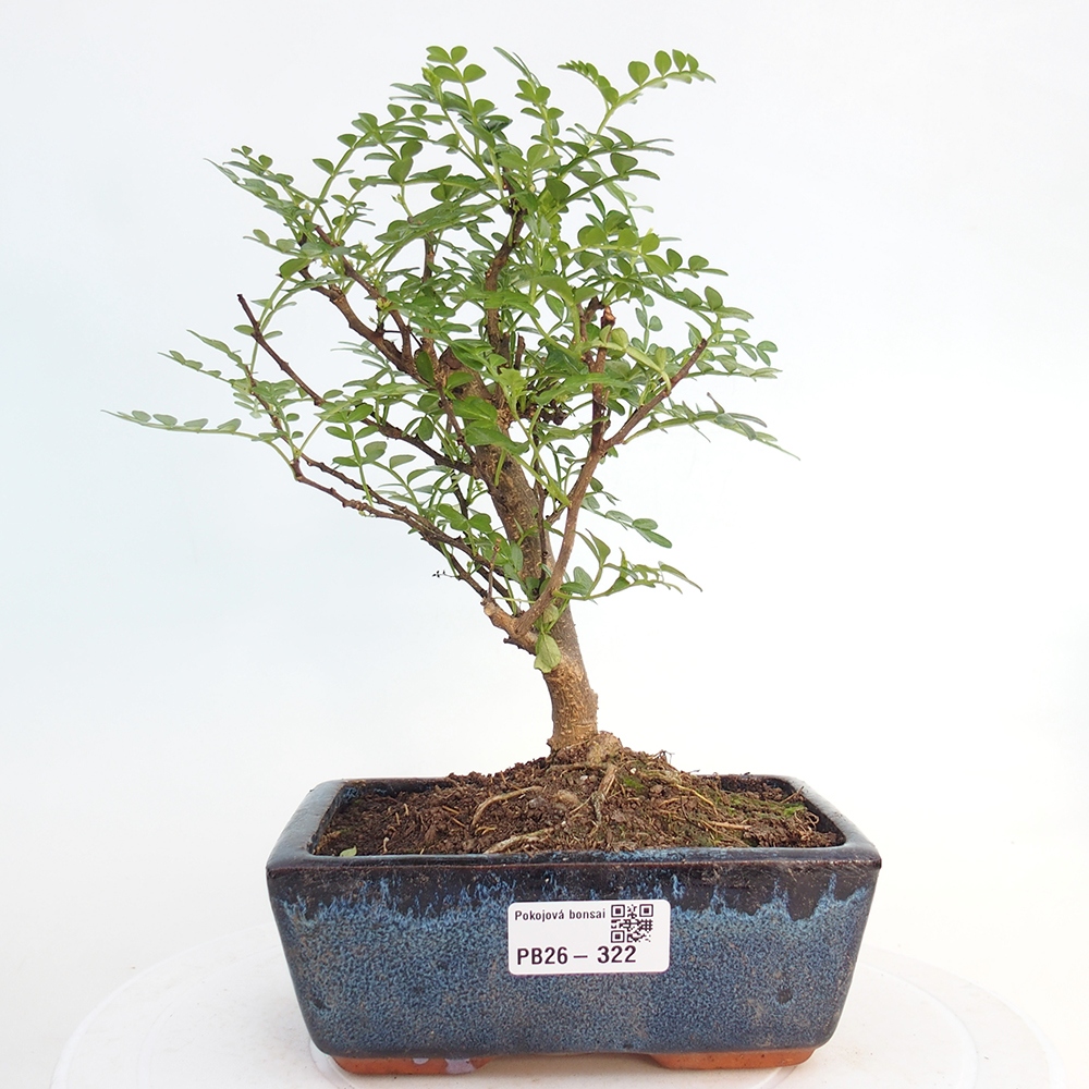 Camera bonsai - Zantoxylum piperitum - albero del pepe