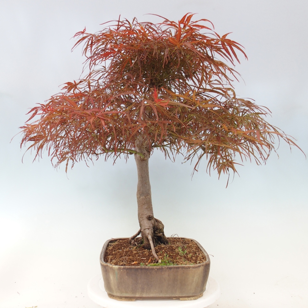Bonsai da esterno - Acer palmatum RED PYGMY