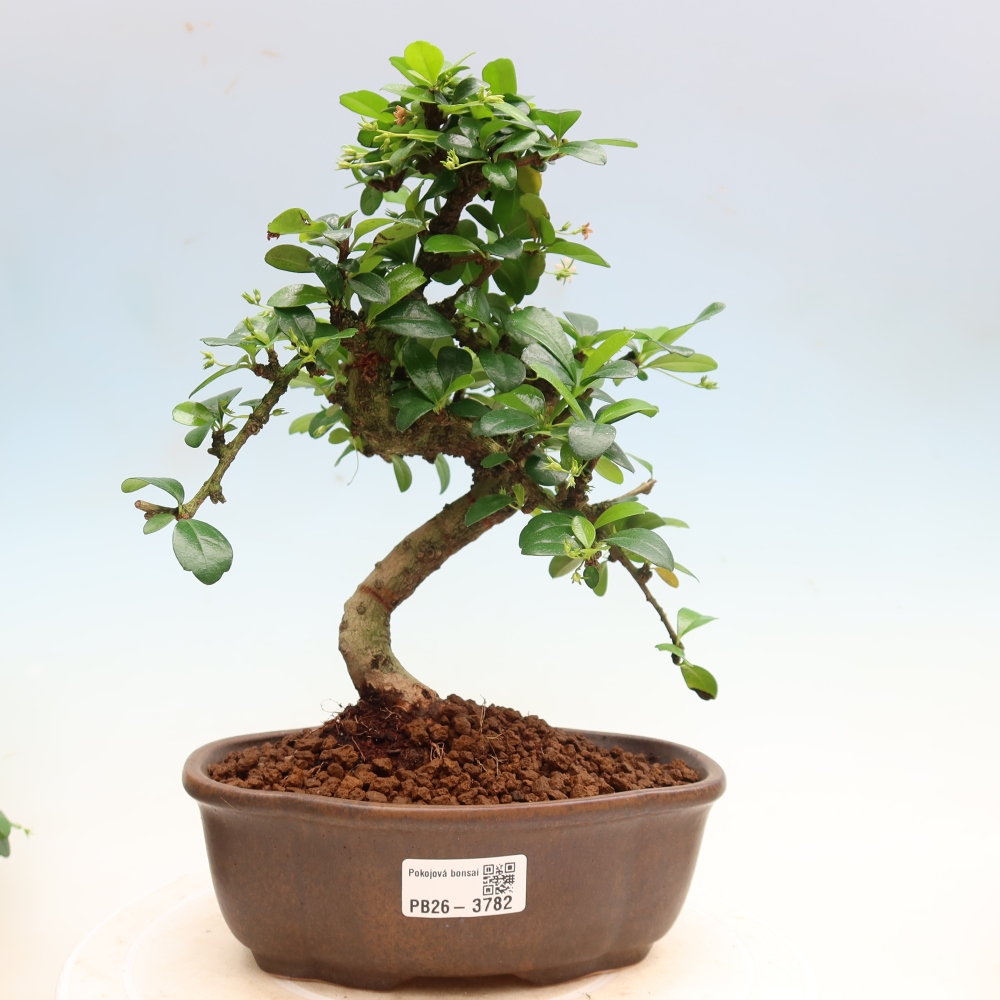 Camera bonsai - Carmona macrophylla - Tea fuki