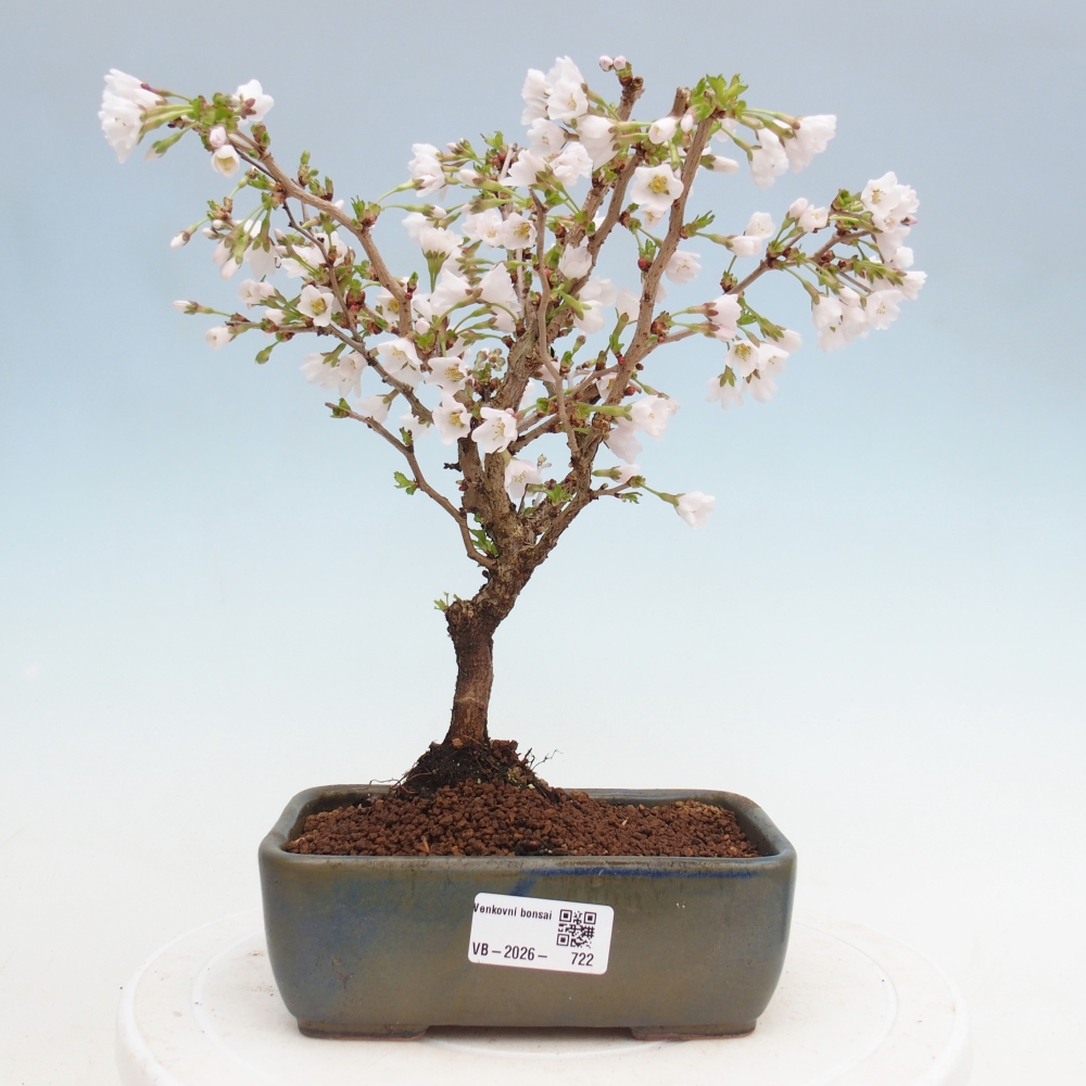 Bonsai da esterno - Prunus incisa Kojou-no mai-Plivon ritagliato