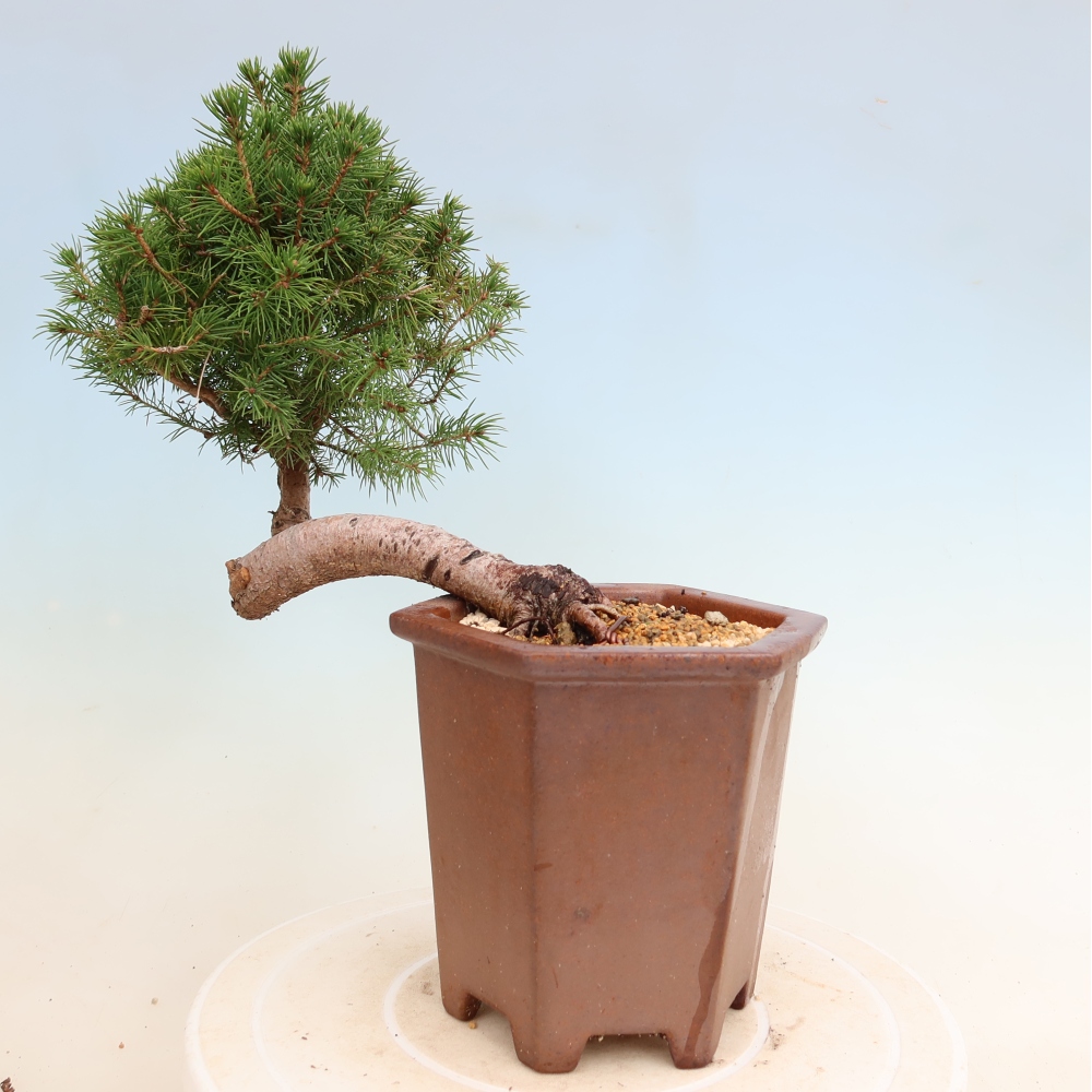 Bonsai da esterno - Abete rosso - Picea glauca globo