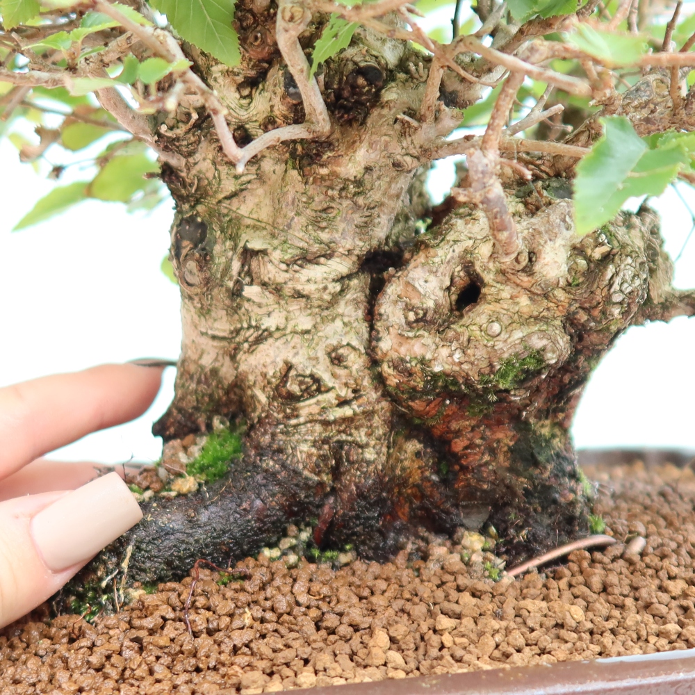 Bonsai da esterno -Carpinus CARPINOIDES - Carpino coreano
