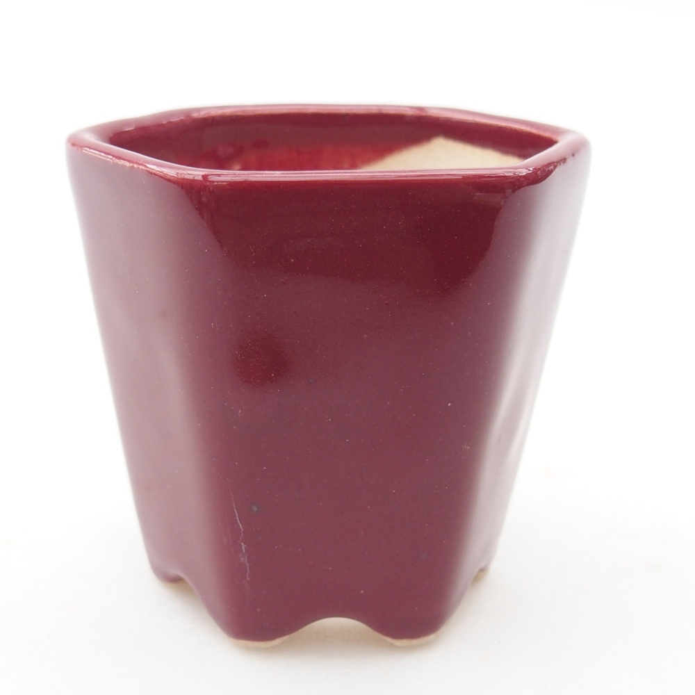 Mini bonsai 5,5 x 5 x 5 cm, colore bordeaux