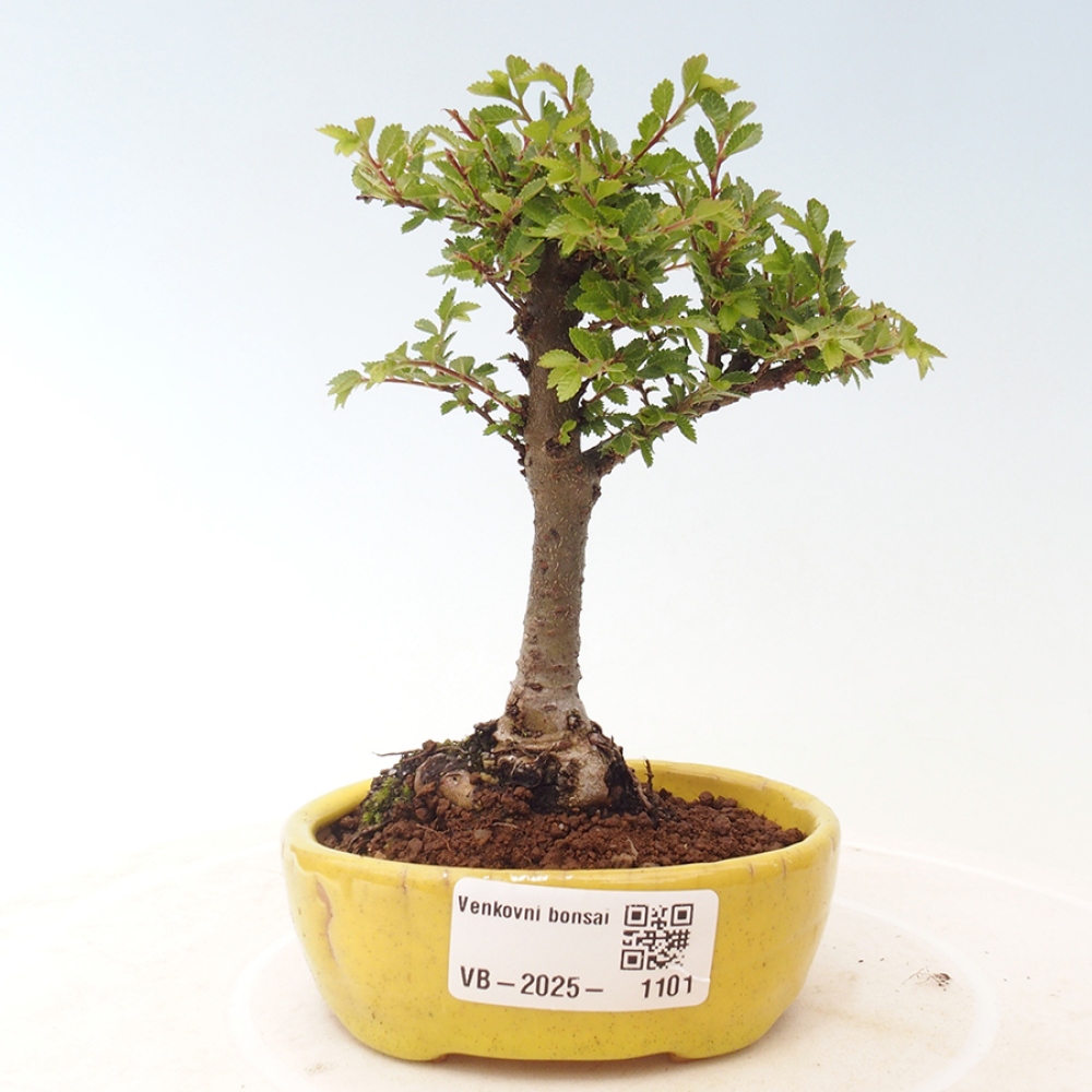 Bonsai da esterno - Ulmus parvifolia Sagei - Olmo a foglie piccole