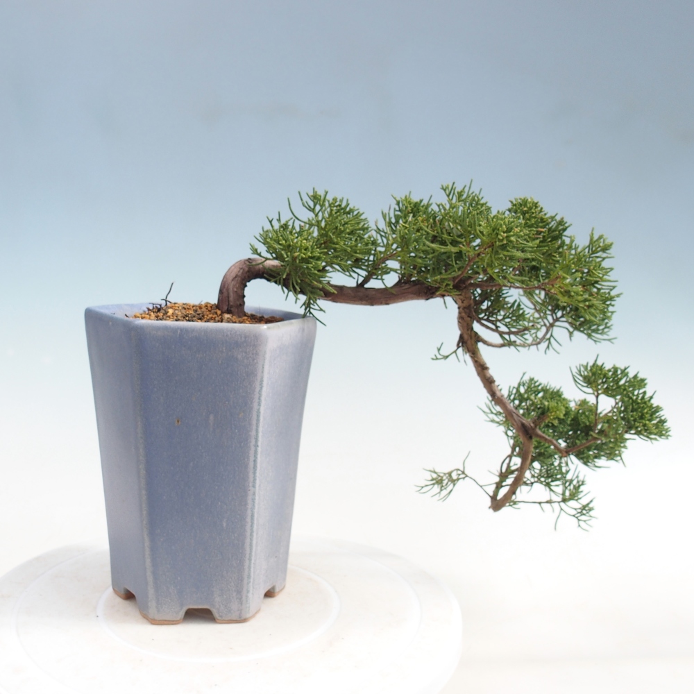 Bonsai da esterno - Juniperus chinensis Kishu